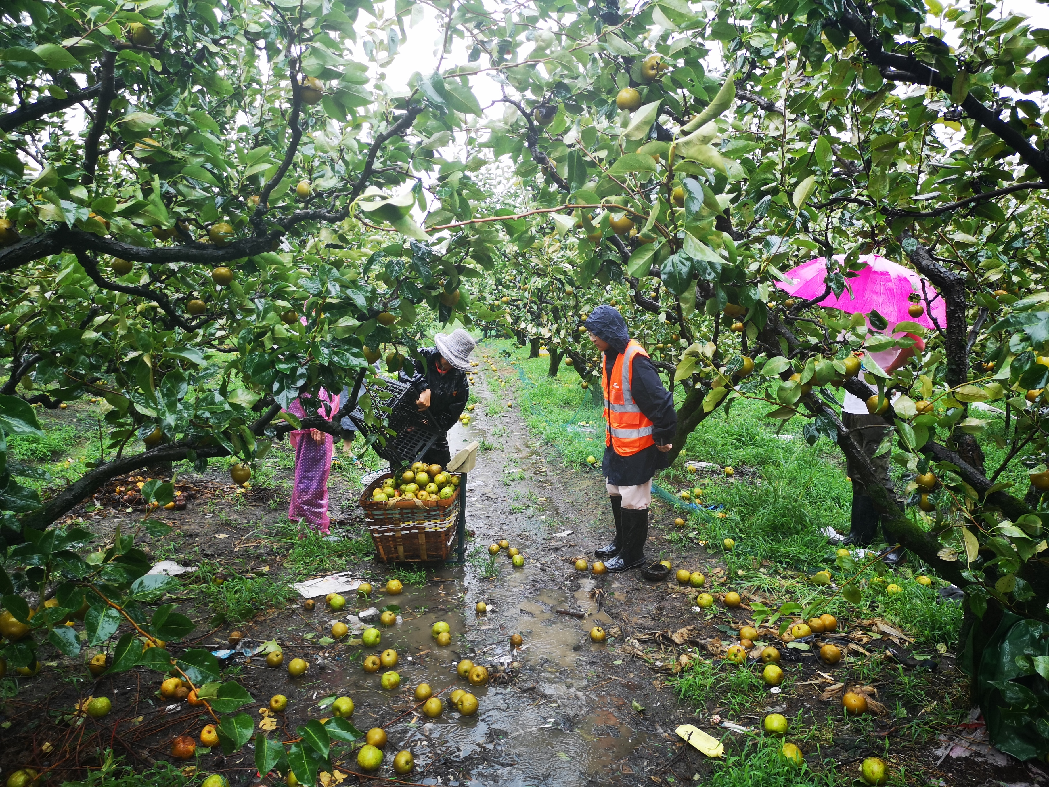 聚焦首推首创首炼| 宁波市顺利完成政策性农业保险遴选工作