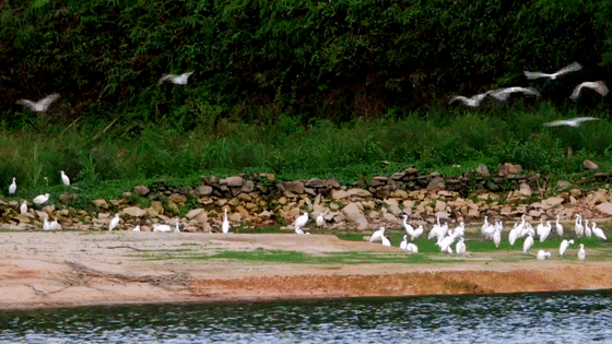 感受候鸟之美 讲好生态故事 小鸟天堂观鸟生态节正式启动