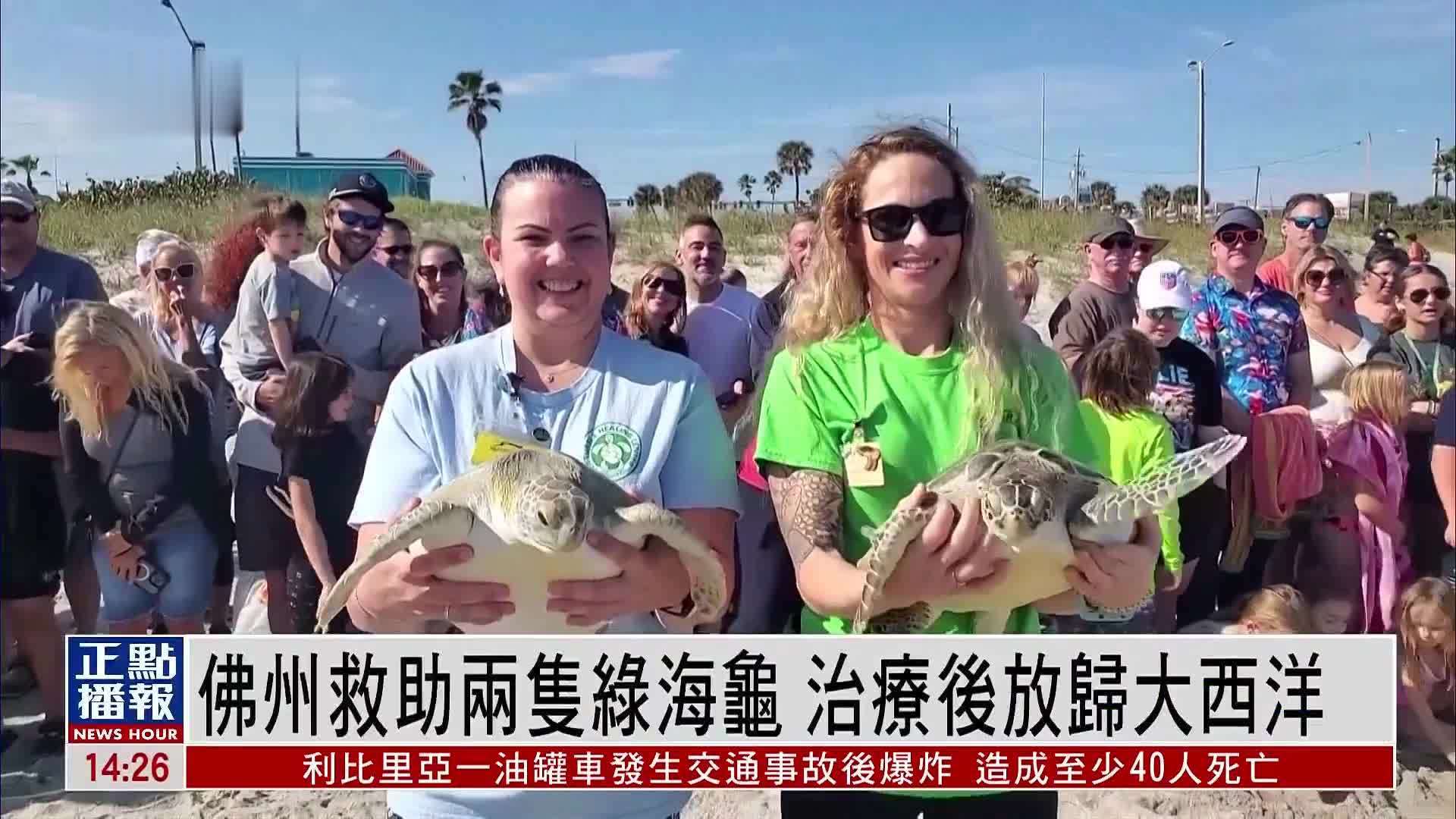 佛州救助两只绿海龟 治疗后放归大西洋