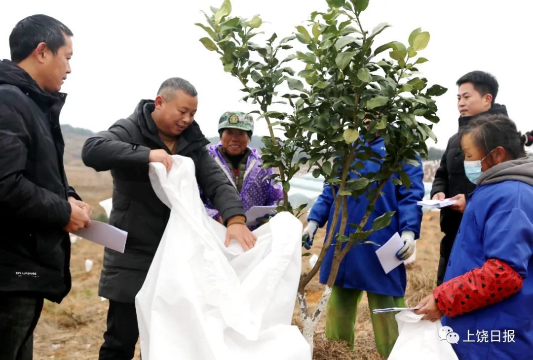 12月19日，万年县农业部门技术人员在汪家乡岩山村马家柚基地，指导农民为果树“穿衣”防冻。赵德稳 摄