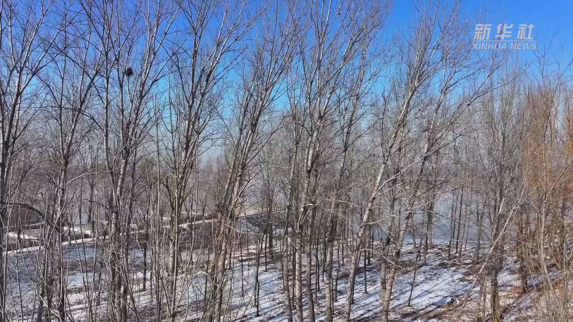 山东鄄城：黄河岸边大雁飞