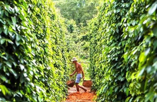 全国唯一,越南航空上海直飞富国岛