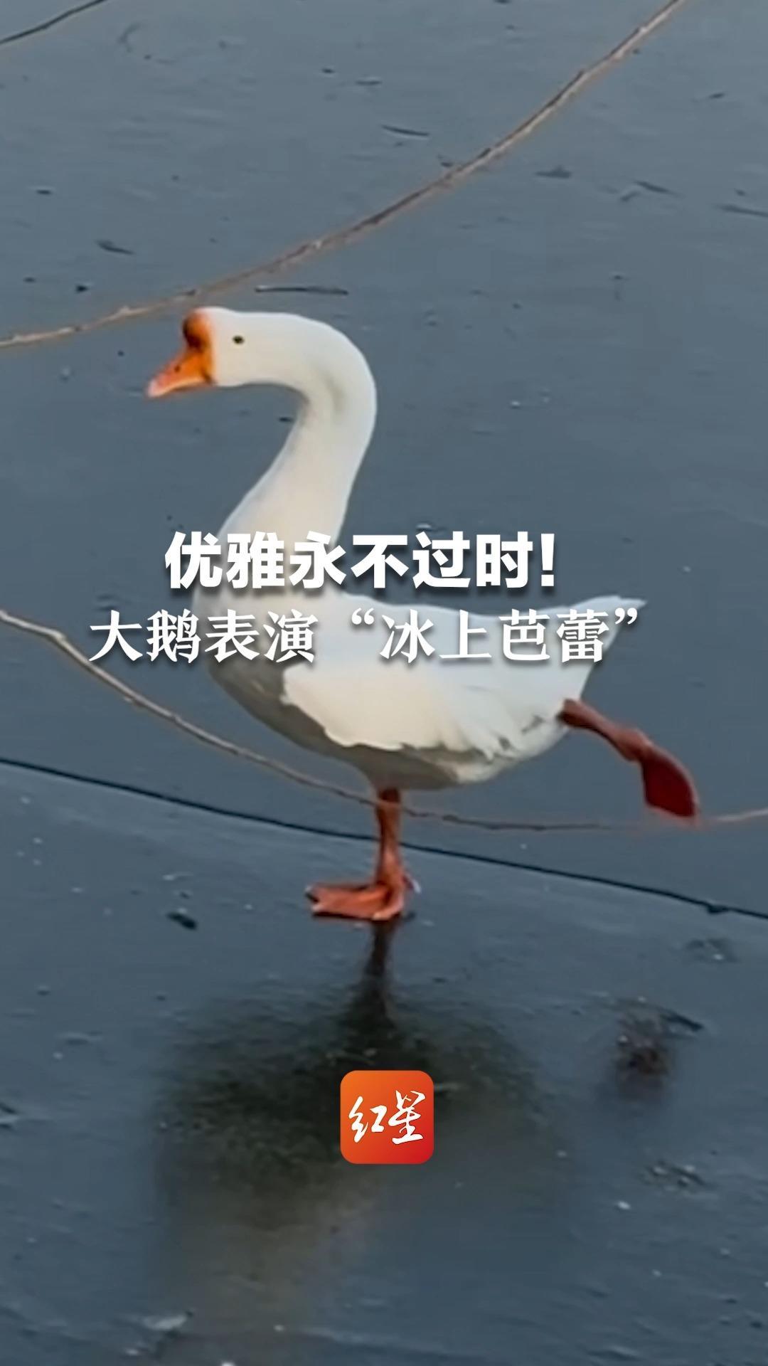 优雅永不过时！大鹅表演“冰上芭蕾”_凤凰网资讯_凤凰网