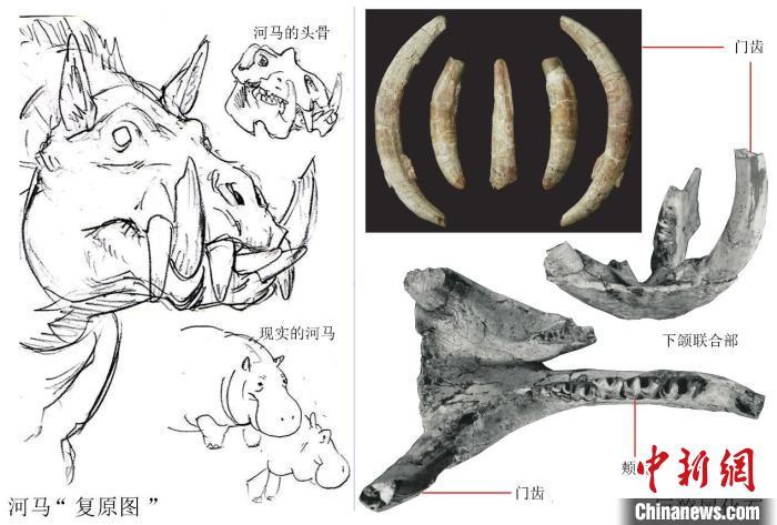 真假河马与巨獠犀化石的对比　中国科学院古脊椎所/供图