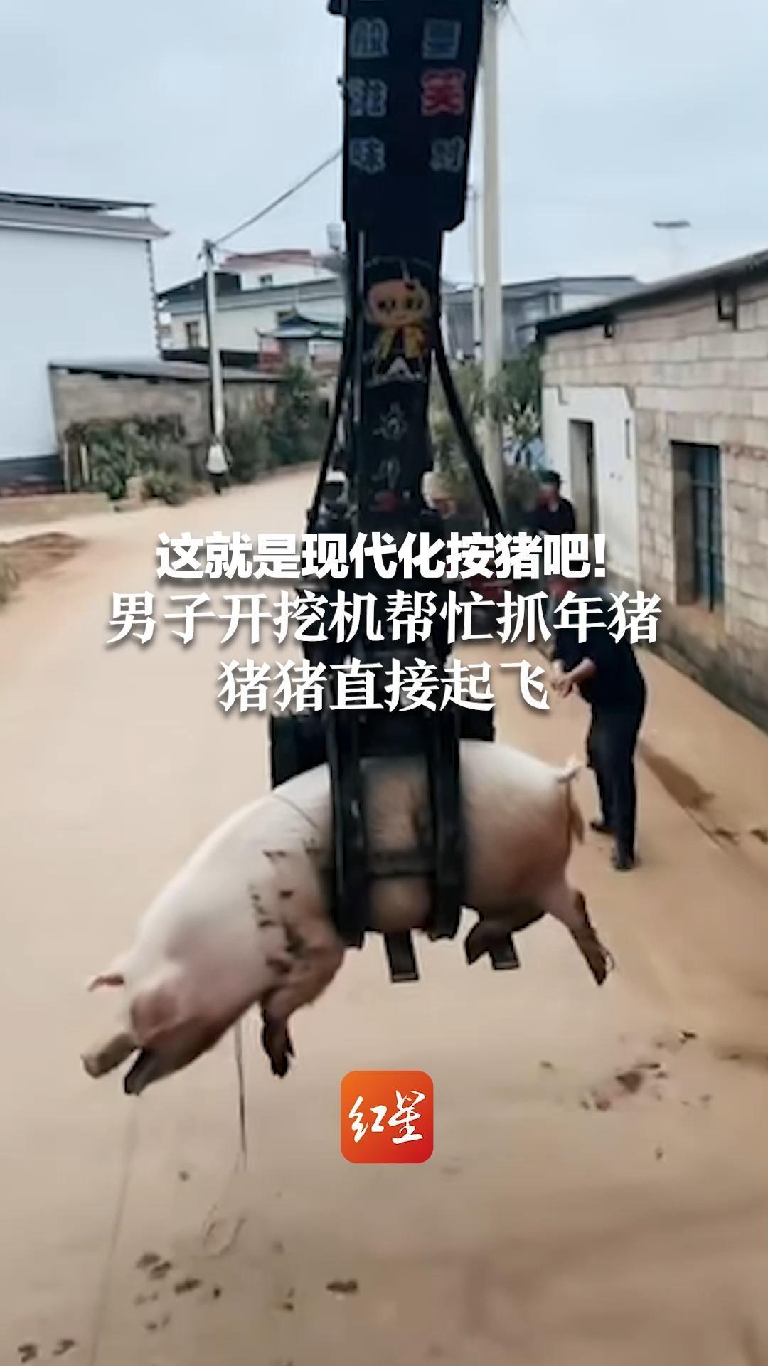 这就是现代化按猪吧！男子开挖机帮忙抓年猪 猪猪直接起飞