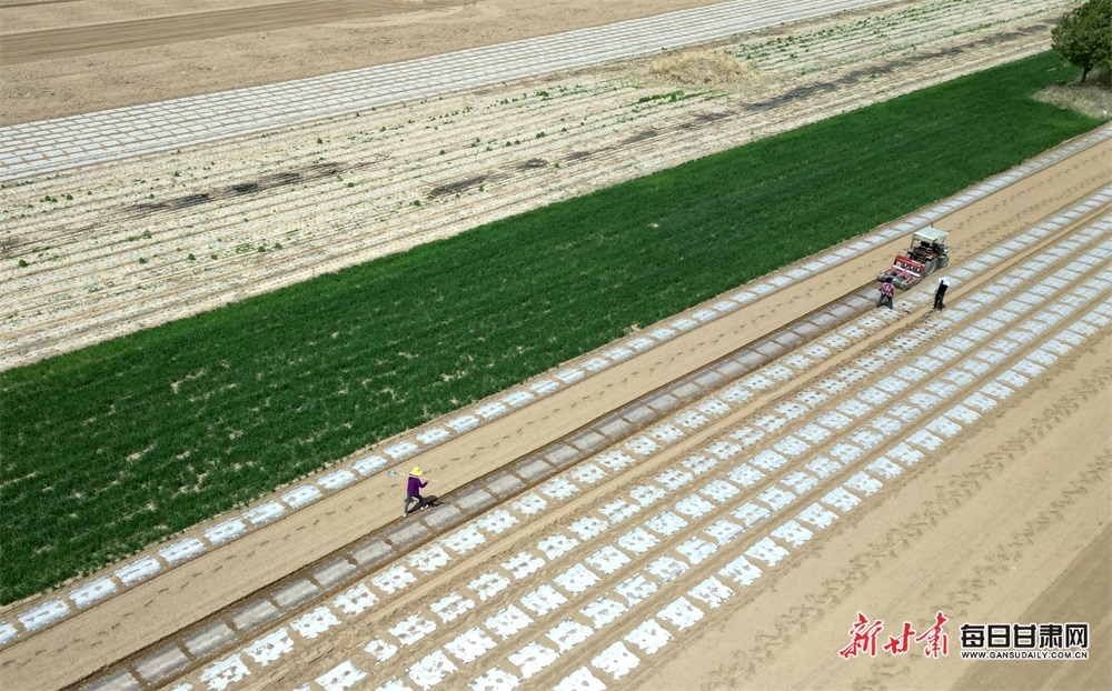 4月15日，在西峰区肖金镇肖金村，村民们抢抓晴好天气，忙着耕地覆膜、播种玉米。新甘肃·每日甘肃网通讯员　盘小美