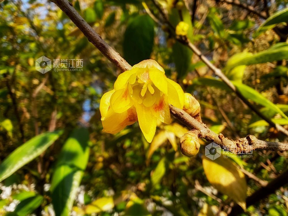 分宜臘梅花開暖意濃圖