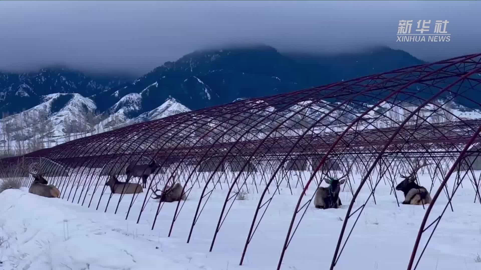 新疆乌鲁木齐县：野生天山马鹿进村