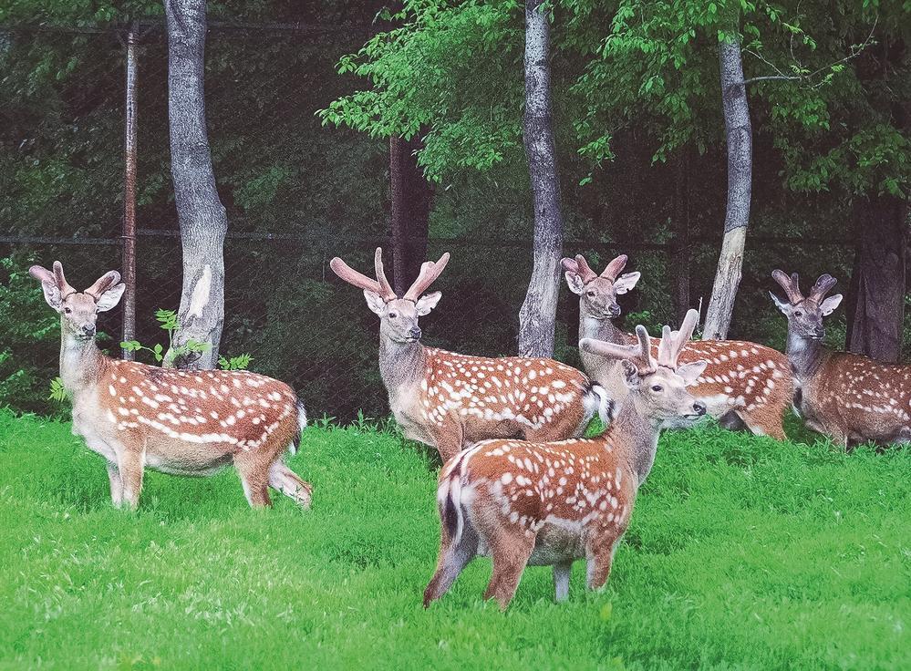 “双阳梅花鹿”荣获2023年中国地理标志农产品区域公共品牌。