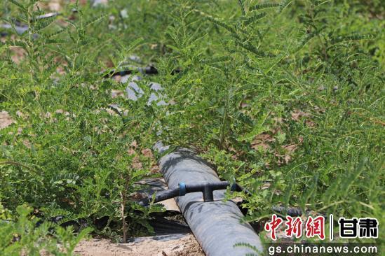 图为民勤县黄芪(有机)标准化种植基地　(资料图)　马爱彬　摄