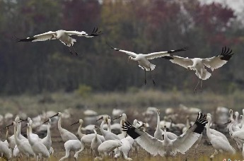 “鸟”解鄱阳湖丨60万只候鸟飞抵鄱阳湖 江西用“黑科技”护航凤凰网江西_凤凰网