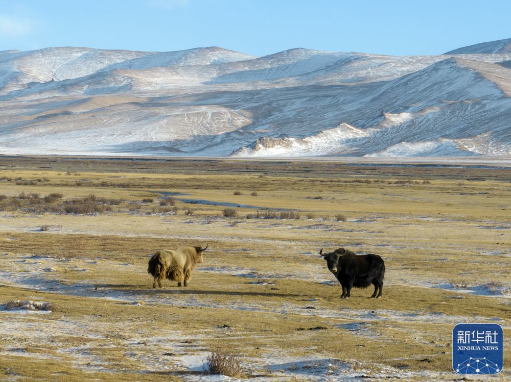 ↑1月1日在甘肃省阿克塞哈萨克族自治县阿勒腾乡哈尔腾草原上拍摄的金丝野牦牛（左）（无人机照片）