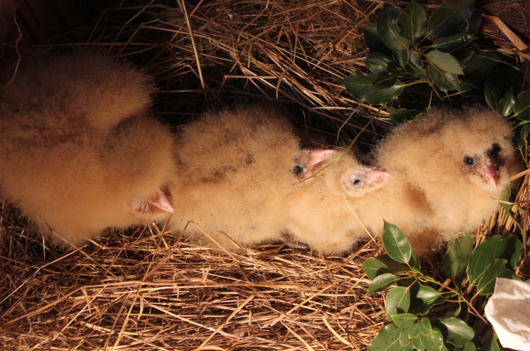 九江共青城市一工地现四只猴面鹰幼鸟
