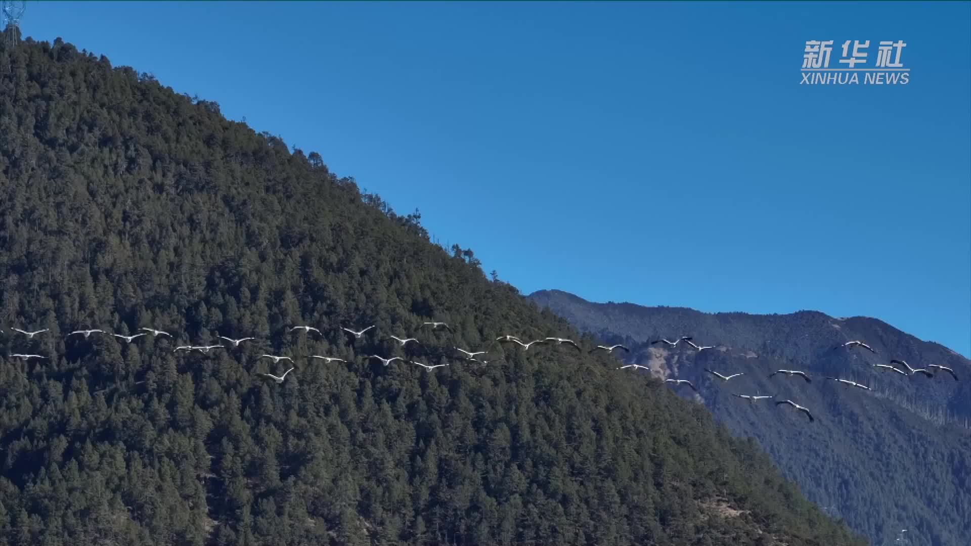 西藏：黑颈鹤与生态环境保护的共生之舞