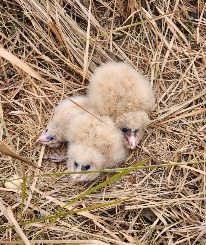 九江共青城市一工地现四只猴面鹰幼鸟