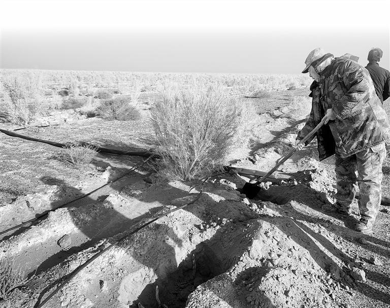 种植养护中药材肉苁蓉