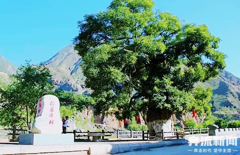 ▲宕昌化马镇的“化马神树”