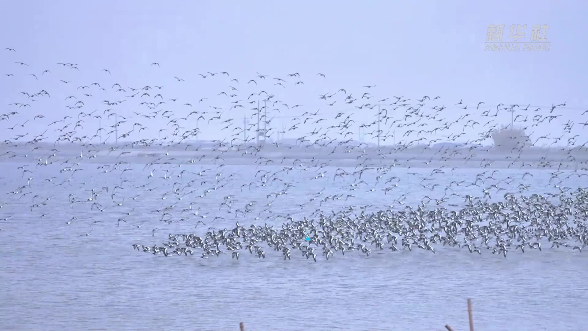 江苏如东：大批蛎鹬聚集沿海滩涂 呈现“鸟浪”奇观