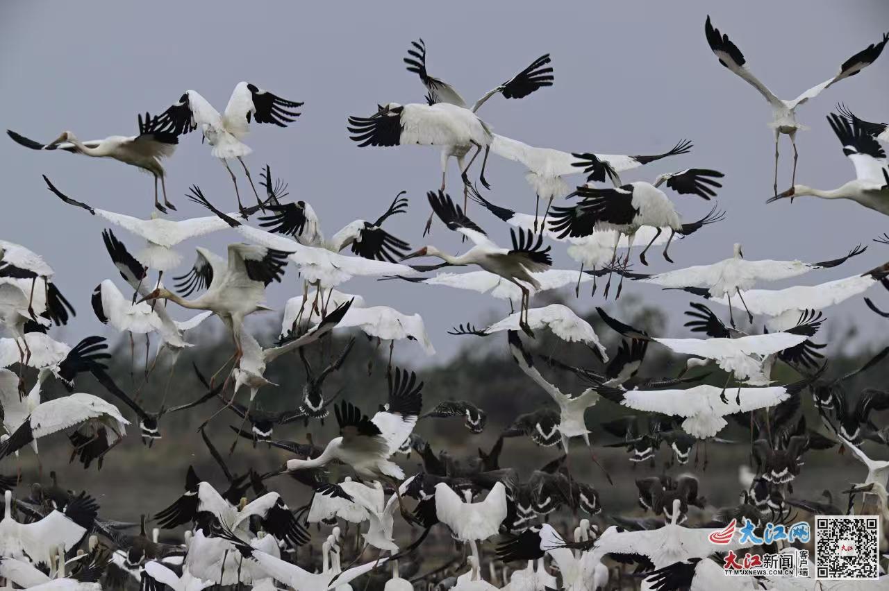 白鹤在江西余干县插旗洲觅食、栖息