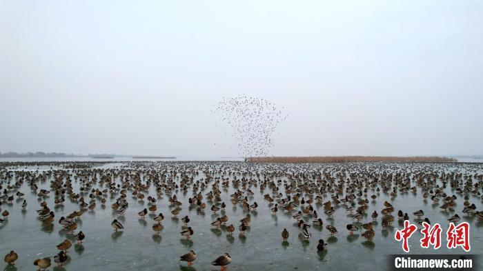 1月1日,成群野鸭腾空而起。王铁良 摄