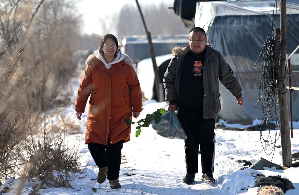 夫妻俩带着刚采摘的沙窝萝卜准备回去开播(12月22日摄)。新华社记者李然摄