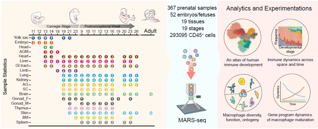 构建人类免疫系统发育时空图谱。图源：中国科学院深圳先进技术研究院