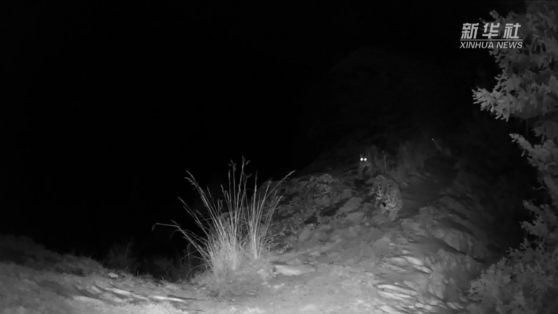 三只雪豹同框出镜　新疆乌苏山区再现雪豹身影