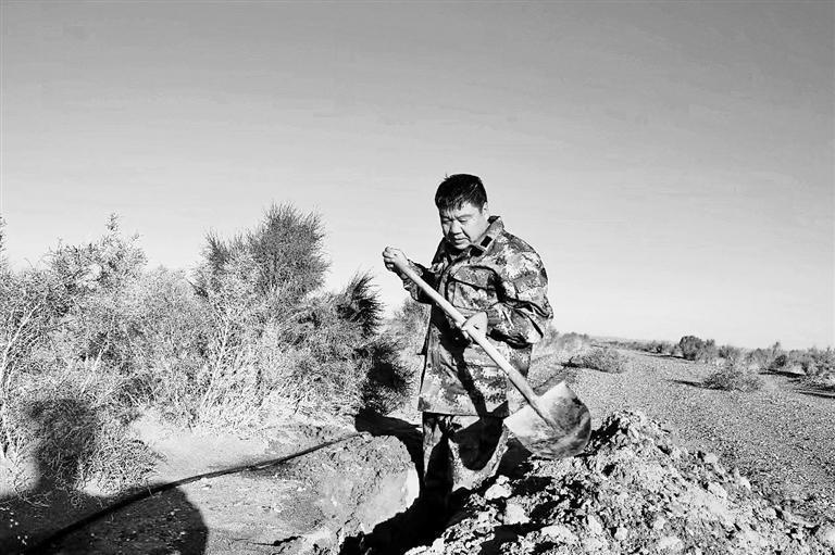 胡兵在生产作业　大漠农林生态产业股份公司供图