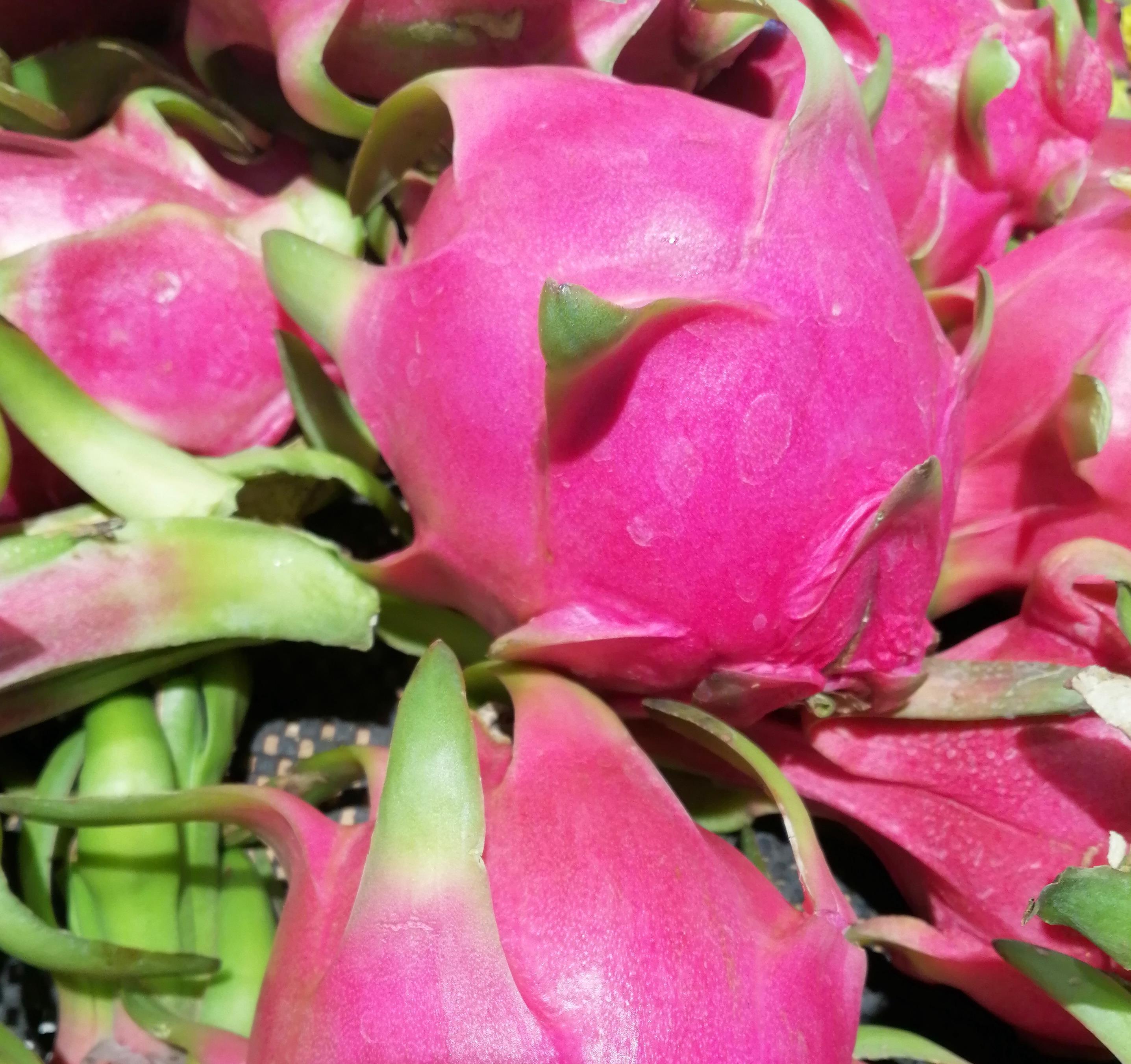 火龙果外形独特、色泽明艳。