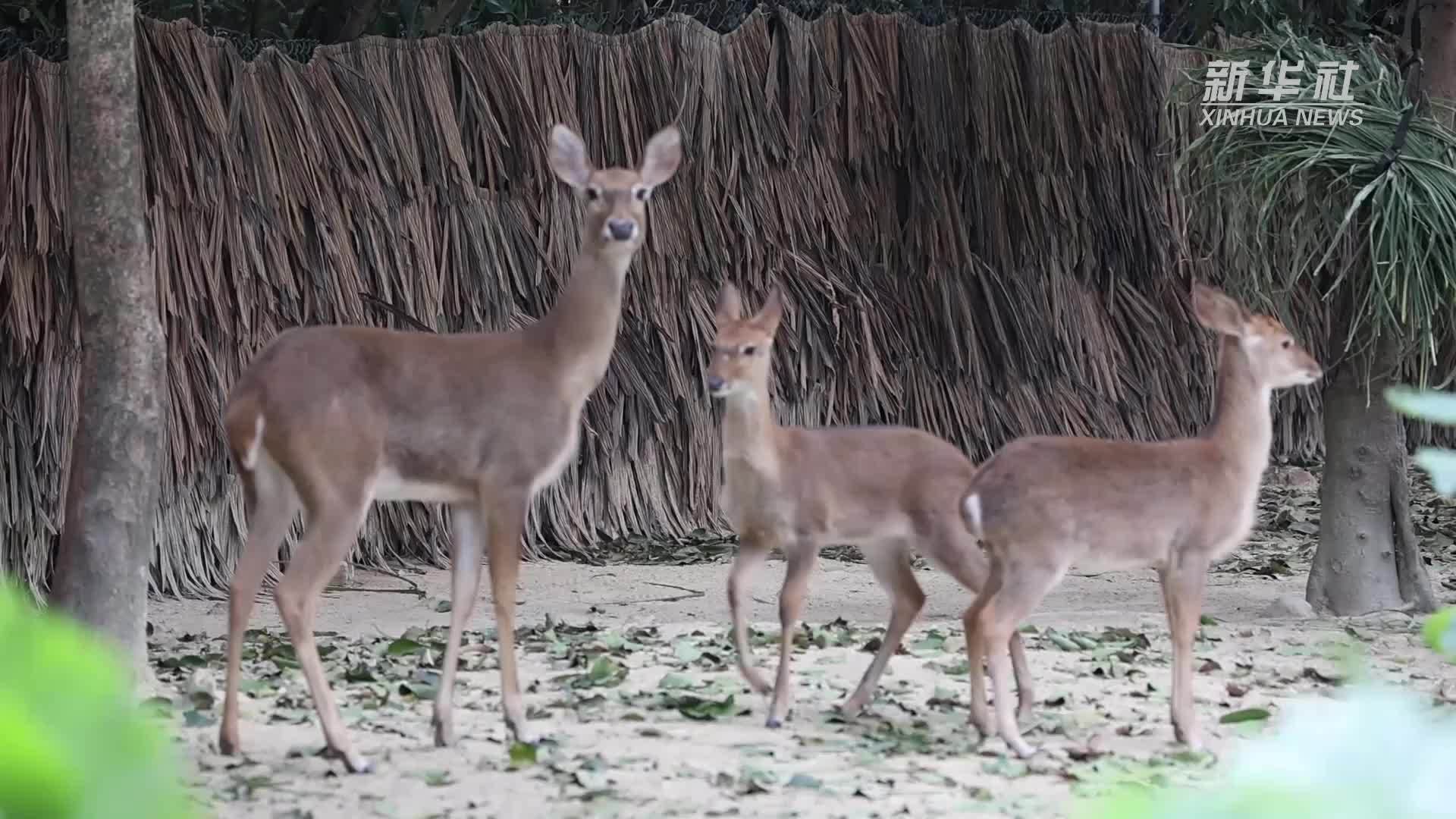 广州长隆海南坡鹿新生幼崽合群首展