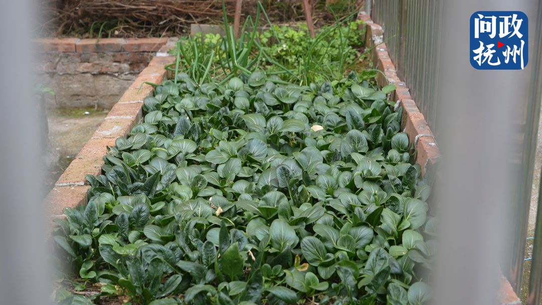 抚州翰林府邸小区一期有居民占用露天平台种菜 多部门联合整治