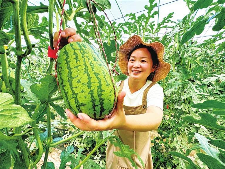 大柳西瓜长势喜人