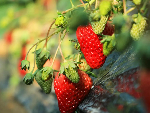 红果果抢“鲜”上市　华亭农户喜上“莓”梢