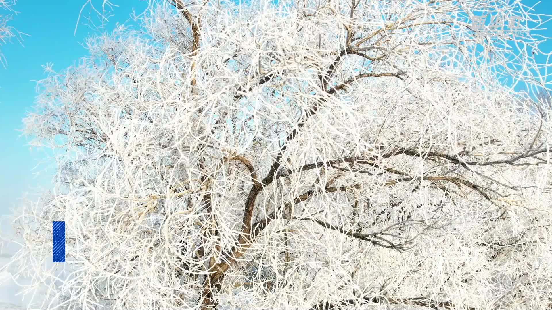 黑龙江鹤岗：梦幻雾凇 尽显冬日浪漫