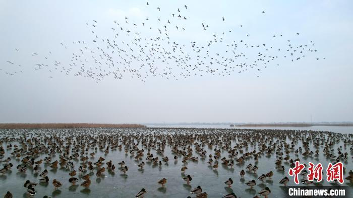 1月1日,成群野鸭在衡水湖上盘旋飞舞。王铁良 摄
