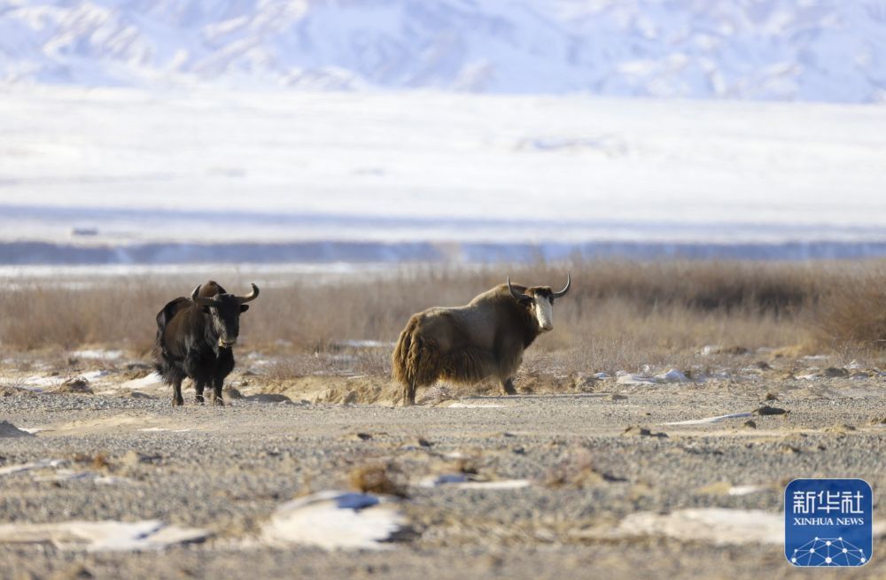 ↑1月1日在甘肃省阿克塞哈萨克族自治县阿勒腾乡哈尔腾草原上拍摄的金丝野牦牛（右）。金丝野牦牛是野牦牛的一种，属于国家一级保护动物，数量稀少，因其毛色呈金黄色而得名。