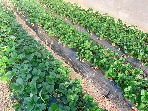 红果果抢“鲜”上市　华亭农户喜上“莓”梢