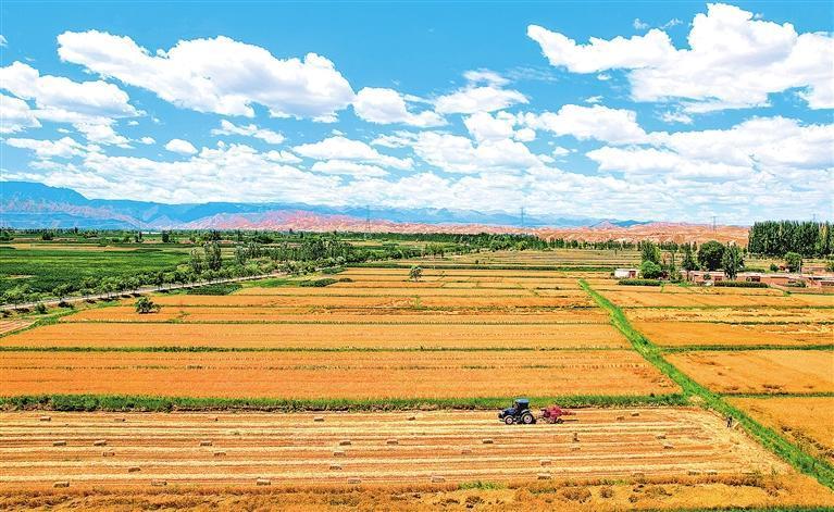 凉州区夏粮喜获丰收