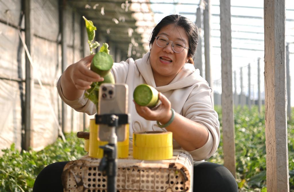 张蕊在大棚里直播带货(12月22日摄)。新华社记者李然摄