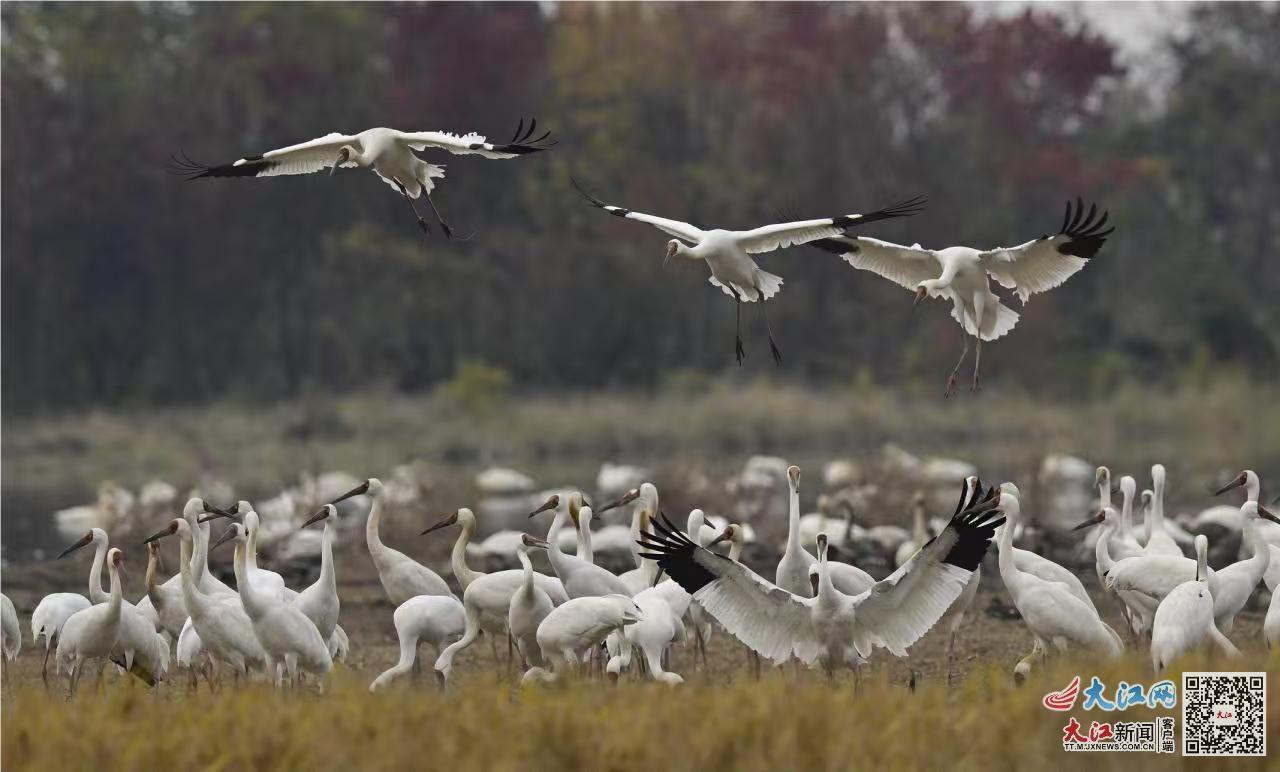 白鹤在江西余干县插旗洲觅食、栖息