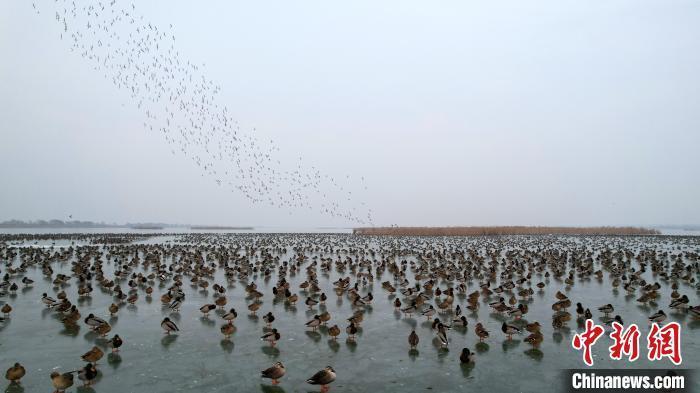 1月1日,成群野鸭腾空而起。王铁良 摄