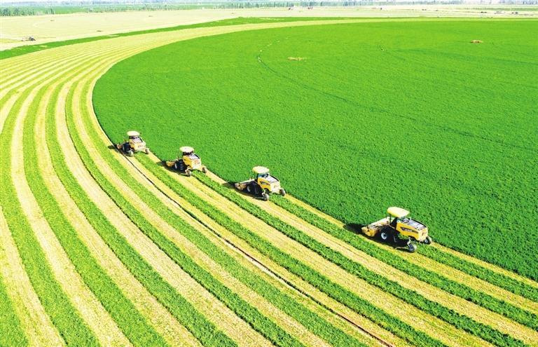 凉州区万亩节水优质苜蓿收割现场　本版图片均由　金奉乾　摄