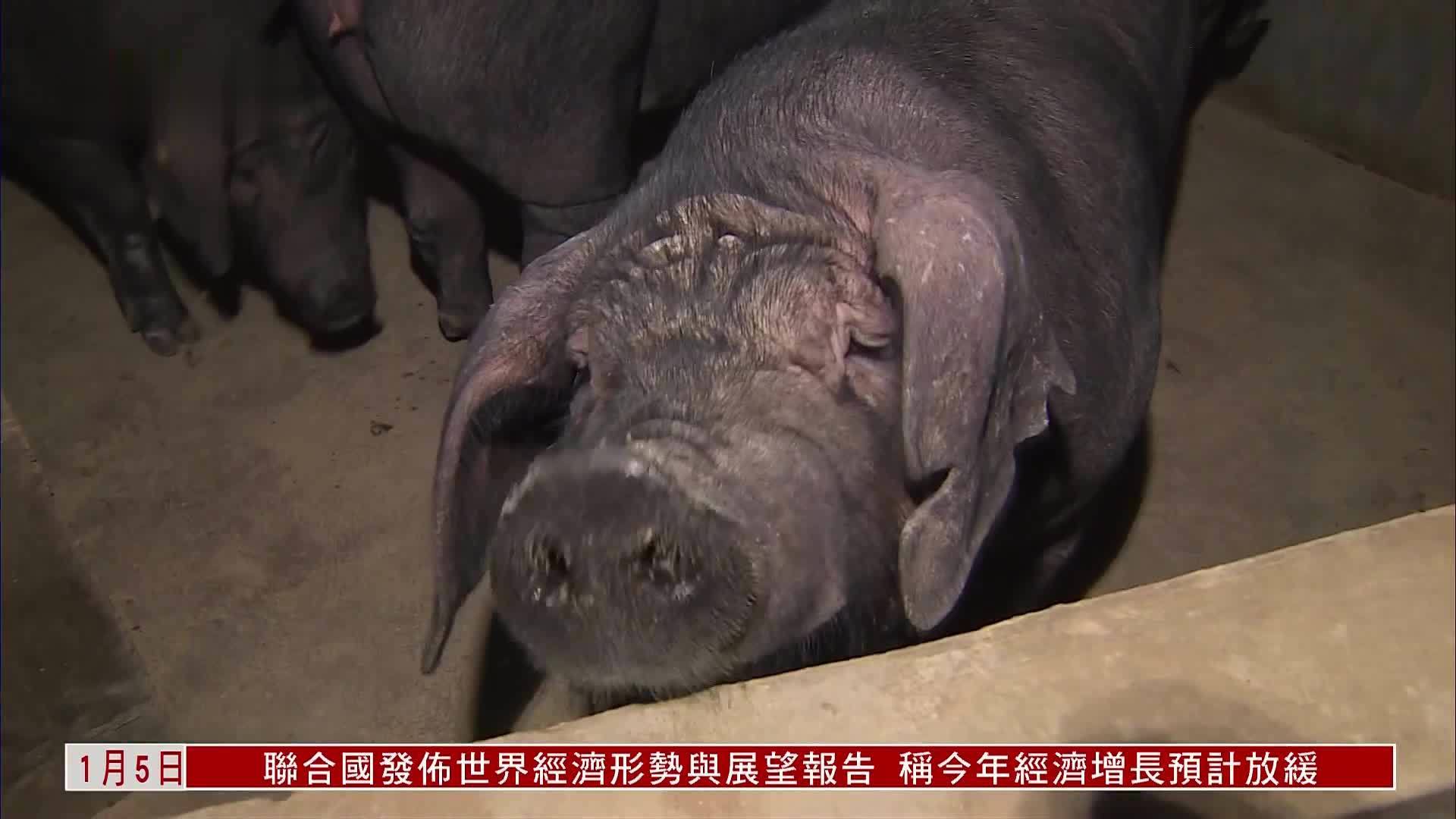 香港食安中心：有机制监察严防供港活猪染瘟