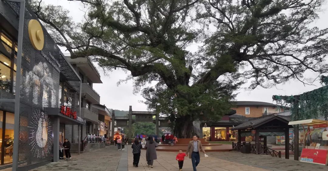 300多年树龄的古榕，诉说着戏剧小镇的悠长文脉。