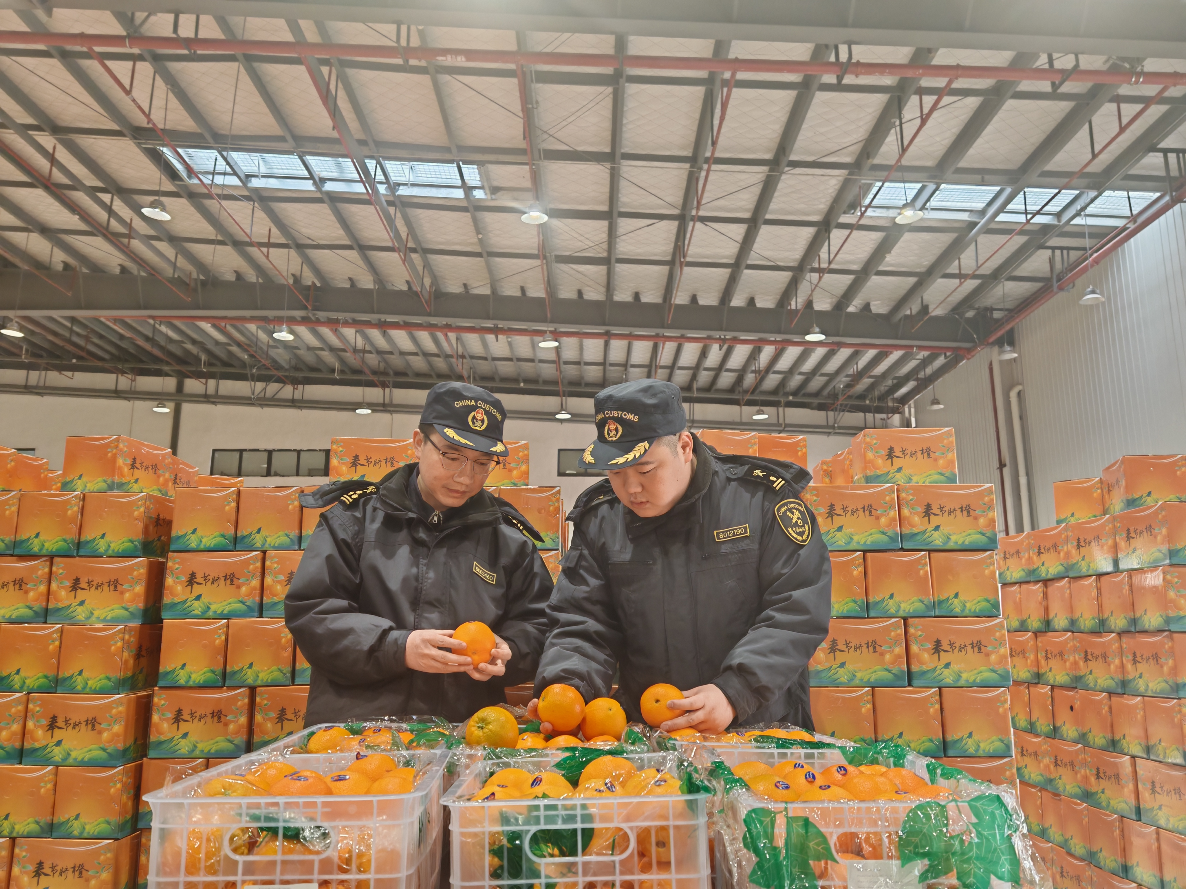 ▲2024年12月，15吨奉节脐橙经重庆海关所属万州海关查验合格后顺利装车发往毛里求斯。