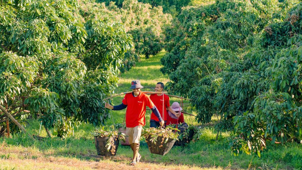 2023年10月,泰国尖竹汶府的龙眼种植园内,采果工人正在运输新采摘的龙眼。(黎银成摄 新华社发)