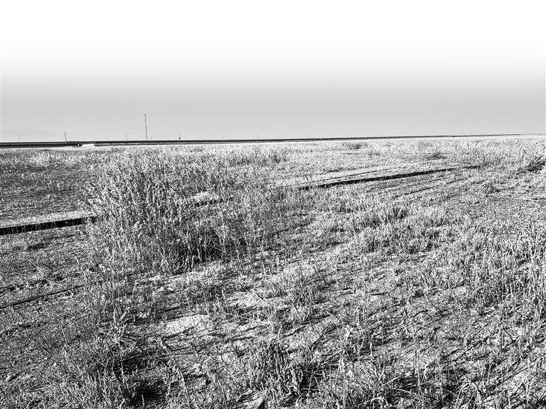 沙漠治理初见成效（本版图片除大漠农林生态产业股份公司提供外　均由新甘肃&middot;甘肃日报记者　张子恒　马国顺　摄）