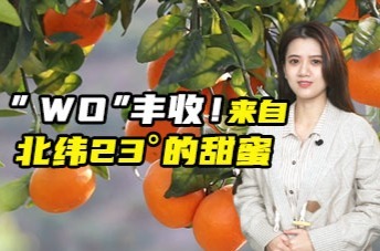 “wo”丰收！来自北纬23度的甜蜜