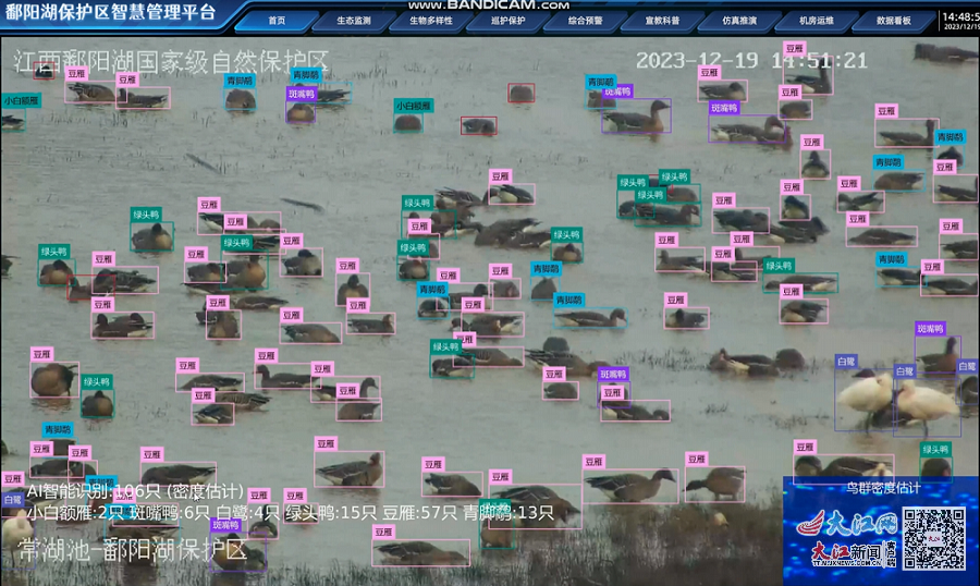“AI识鸟”能实时监测、统计鸟类品种及数量