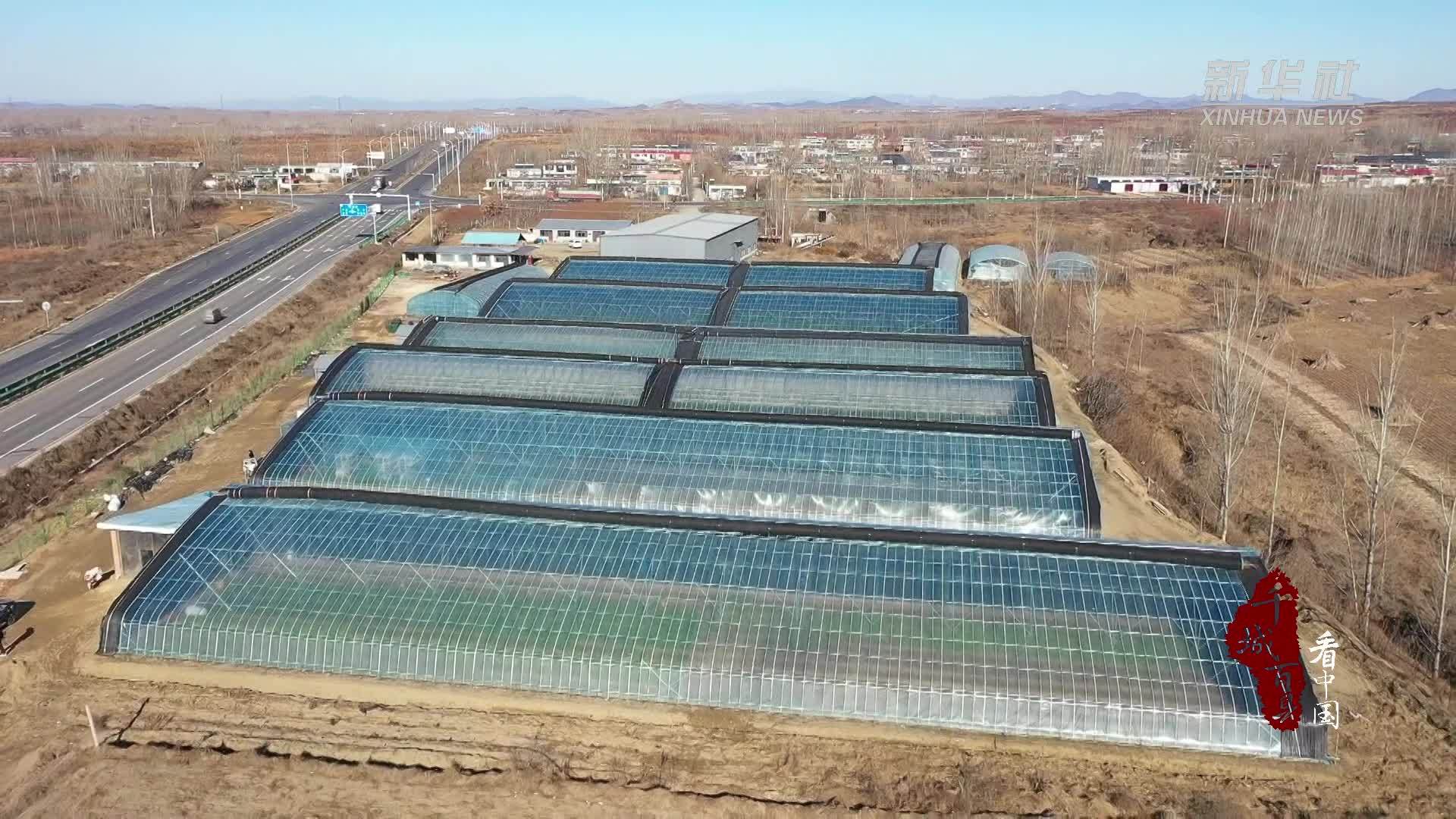 千城百县看中国｜河北卢龙：脱毒甘薯苗的“绿富”路